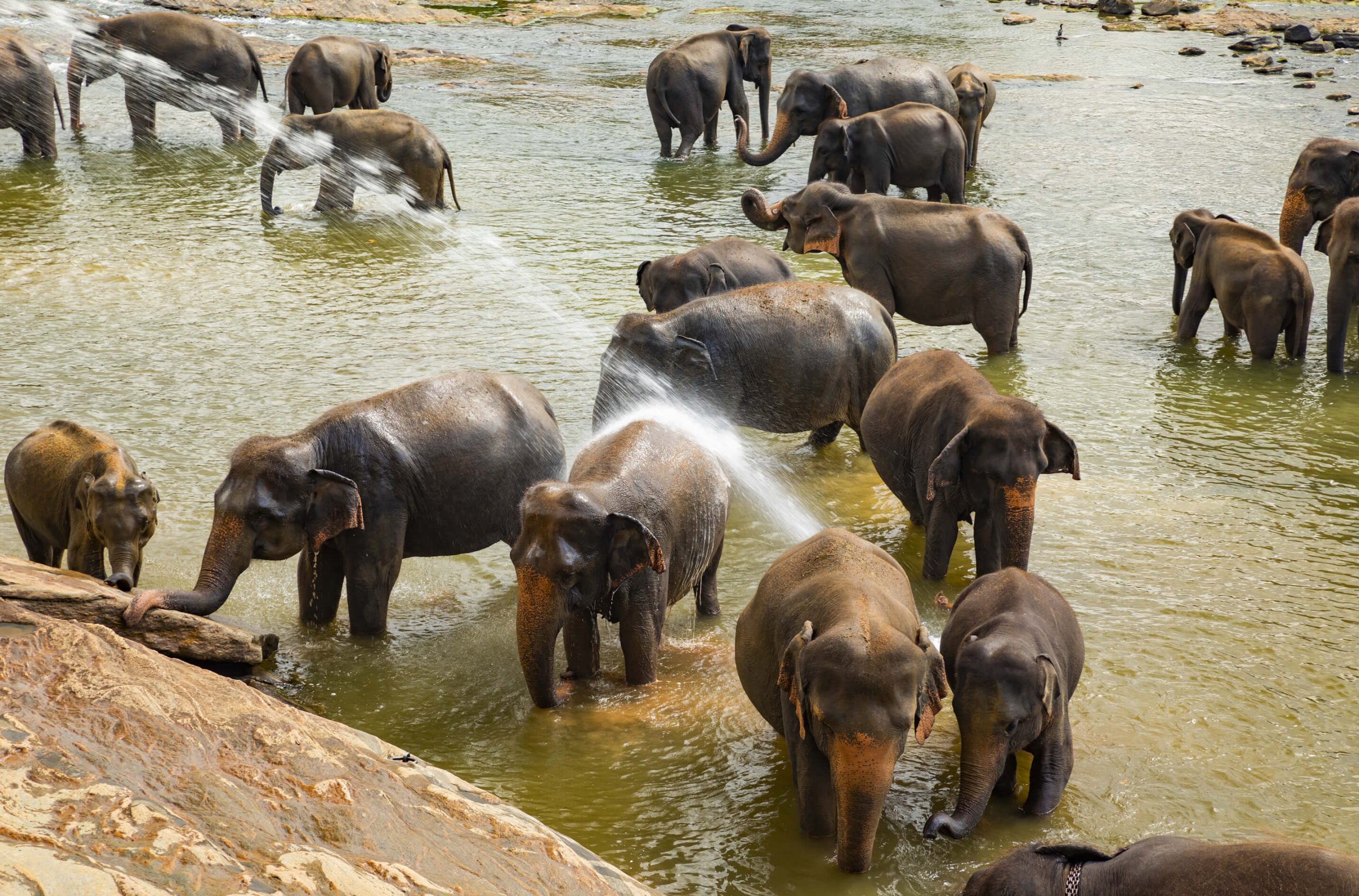 pinnawala elephant park
